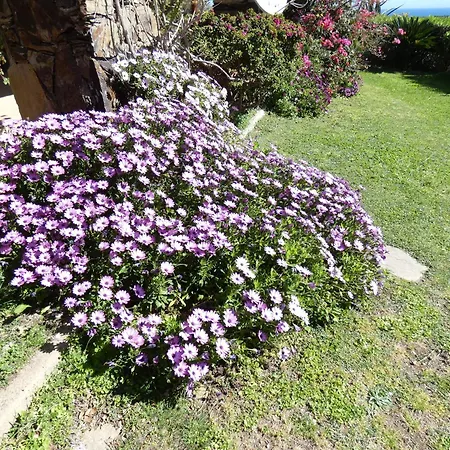 Comino Alto E